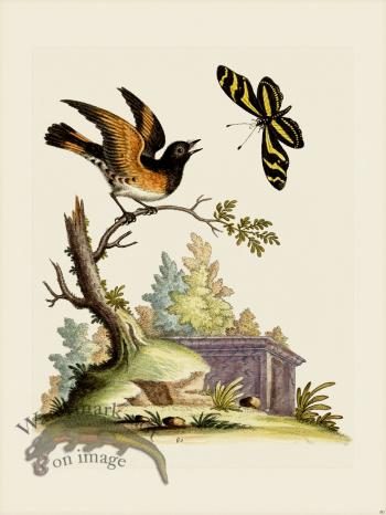 Edwards 080 American Redstart